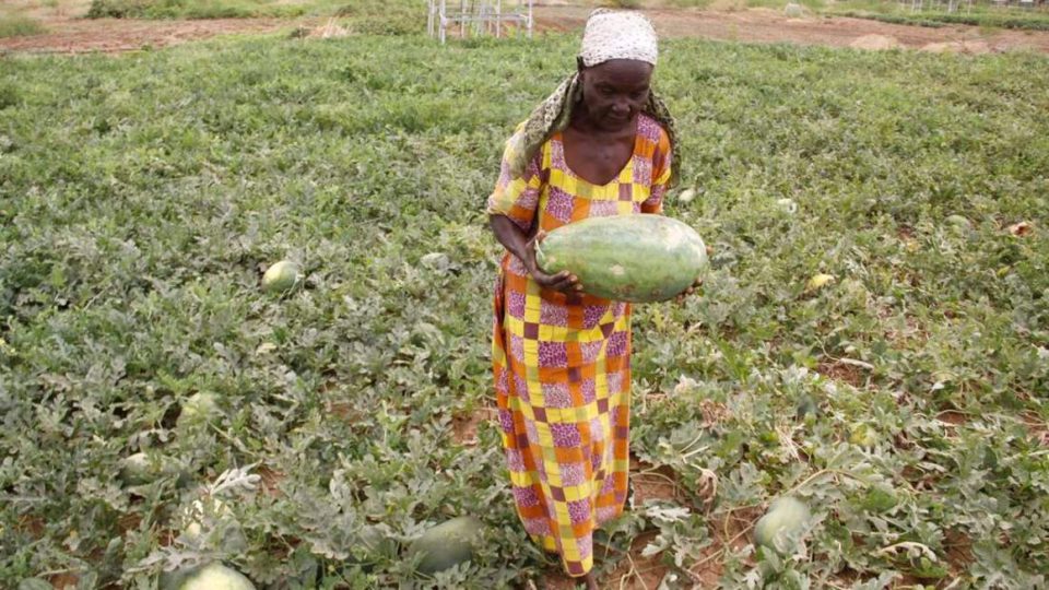 A farmer harvests watermelons she grew at Napuu Irrigation Scheme in Lodwar, Turkana County